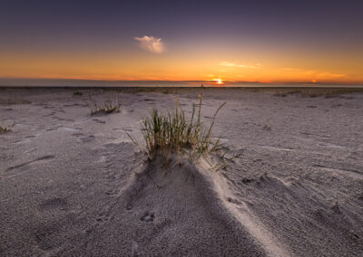 Græstot i sandet på stranden ved solnedgang