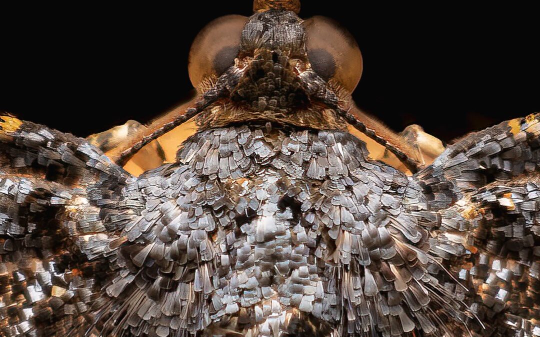 Bronze ved Tokyo International Foto Awards